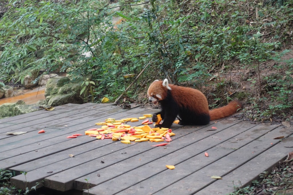 ein paar rote Pandas gab es auch